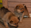 Щенки от Клуб Суомен Икара и Клуб Суомен Мальты