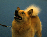 WORLD DOG SHOW-2018