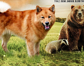 Состязания CACT :: фазан