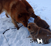 Щенки от Клуб Суомен Зефира и Жужи