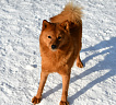Клуб Суомен Пальма № RKF0000000, 03.02.25