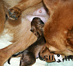 Щенки от Рус-Фина и Кайи