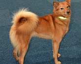 WORLD DOG SHOW-2018