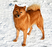 Клуб Суомен Пальма № RKF0000000, 03.02.25
