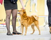 Europian Dog Show (EDS)-2018