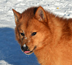 Клуб Суомен Икар № RKF3791513, 28.12.13, г. Москва